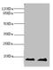 Myoglobin antibody, A54065-100, Epigentek, Western Blot image 