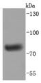 Immunoglobulin Heavy Constant Mu antibody, NBP2-66902, Novus Biologicals, Western Blot image 