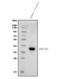 Hydroxysteroid 17-Beta Dehydrogenase 2 antibody, A02506, Boster Biological Technology, Western Blot image 