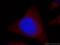 2'-5'-Oligoadenylate Synthetase 2 antibody, 19279-1-AP, Proteintech Group, Immunofluorescence image 