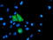 Translocase Of Outer Mitochondrial Membrane 34 antibody, TA503154, Origene, Immunofluorescence image 