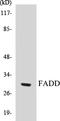 Fas Associated Via Death Domain antibody, EKC1206, Boster Biological Technology, Western Blot image 