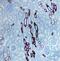 UMOD antibody, PA5-46959, Invitrogen Antibodies, Immunohistochemistry paraffin image 