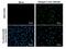 Dengue virus Type 2 NS5 protein antibody, NBP2-42901, Novus Biologicals, Immunofluorescence image 