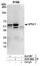Endonuclease III-like protein 1 antibody, A305-366A, Bethyl Labs, Immunoprecipitation image 