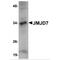 Jumonji Domain Containing 7 antibody, MBS151581, MyBioSource, Western Blot image 