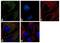 14-3-3 Epsilon antibody, 702241, Invitrogen Antibodies, Immunofluorescence image 