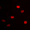 Heterogeneous Nuclear Ribonucleoprotein D antibody, LS-C356107, Lifespan Biosciences, Immunofluorescence image 