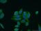 RAB12, Member RAS Oncogene Family antibody, 18843-1-AP, Proteintech Group, Immunofluorescence image 