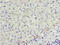 Ecto-NOX Disulfide-Thiol Exchanger 1 antibody, A62474-100, Epigentek, Immunohistochemistry paraffin image 