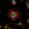 LIM Homeobox 2 antibody, M05940, Boster Biological Technology, Immunofluorescence image 