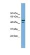 Anomalous Homeobox antibody, NBP1-91410, Novus Biologicals, Western Blot image 