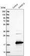 Sterile Alpha Motif Domain Containing 12 antibody, NBP1-81927, Novus Biologicals, Western Blot image 