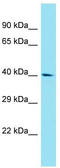 Family With Sequence Similarity 170 Member A antibody, TA335349, Origene, Western Blot image 