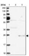 Kinetochore protein Spc24 antibody, NBP2-47264, Novus Biologicals, Western Blot image 
