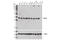 Cyclin-dependent kinase 10 antibody, 36106S, Cell Signaling Technology, Western Blot image 