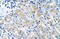 Tumor Susceptibility 101 antibody, ARP37310_T100, Aviva Systems Biology, Immunohistochemistry frozen image 