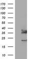 Synaptophysin antibody, TA506521, Origene, Western Blot image 