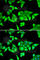 Zinc finger protein RFP antibody, A6405, ABclonal Technology, Immunofluorescence image 
