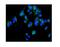 10-FTHFDH antibody, A04615-1, Boster Biological Technology, Immunofluorescence image 
