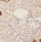 VSIG3 antibody, FNab04190, FineTest, Immunohistochemistry frozen image 