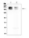 NEFH antibody, MA1071, Boster Biological Technology, Western Blot image 