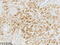 Folate Hydrolase 1 antibody, CF814043, Origene, Immunohistochemistry frozen image 