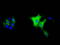 Myo-Inositol Oxygenase antibody, LS-C115412, Lifespan Biosciences, Immunofluorescence image 