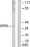 Serpin B5 antibody, TA314339, Origene, Western Blot image 