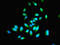 14 kDa phosphohistidine phosphatase antibody, LS-B12269, Lifespan Biosciences, Immunofluorescence image 