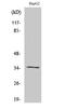 Galectin 9 antibody, A03415, Boster Biological Technology, Western Blot image 