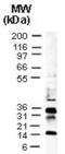 Cyclin Dependent Kinase 5 Regulatory Subunit 1 antibody, NB100-56153, Novus Biologicals, Western Blot image 