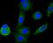 NADH:Ubiquinone Oxidoreductase Core Subunit S3 antibody, A05867-1, Boster Biological Technology, Immunocytochemistry image 