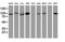 Cullin 4B antibody, NBP2-45648, Novus Biologicals, Western Blot image 