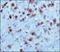 Protein Kinase C antibody, TA336677, Origene, Immunohistochemistry frozen image 