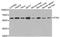 Serine/Threonine Kinase 4 antibody, LS-B14911, Lifespan Biosciences, Western Blot image 