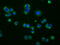 Phosphodiesterase 4A antibody, M02714-1, Boster Biological Technology, Immunofluorescence image 