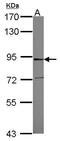 Bromodomain Containing 8 antibody, PA5-30413, Invitrogen Antibodies, Western Blot image 