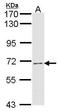 F-box/WD repeat-containing protein 7 antibody, GTX110833, GeneTex, Western Blot image 