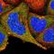 Outer Dense Fiber Of Sperm Tails 2 antibody, NBP1-85417, Novus Biologicals, Immunofluorescence image 