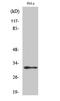Mitochondrial Ribosomal Protein L46 antibody, A14284, Boster Biological Technology, Western Blot image 