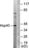 HDJ1 antibody, TA312301, Origene, Western Blot image 