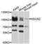 NOP2/Sun RNA Methyltransferase 2 antibody, LS-C332574, Lifespan Biosciences, Western Blot image 