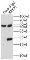 Receptor Accessory Protein 1 antibody, FNab07229, FineTest, Immunoprecipitation image 