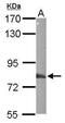 Echinoderm microtubule-associated protein-like 1 antibody, GTX114381, GeneTex, Western Blot image 