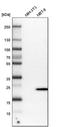 Peroxiredoxin Like 2A antibody, PA5-55109, Invitrogen Antibodies, Western Blot image 