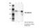 Cadherin 15 antibody, 40491S, Cell Signaling Technology, Immunoprecipitation image 