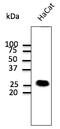 Caveolin 1 antibody, AB0055-200, Origene, Western Blot image 
