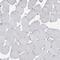 Sca2 antibody, HPA018295, Atlas Antibodies, Immunohistochemistry frozen image 