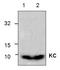 C-X-C Motif Chemokine Ligand 1 antibody, GTX59776, GeneTex, Western Blot image 